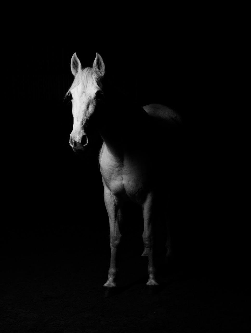 horse, white horse, shadows-629431.jpg