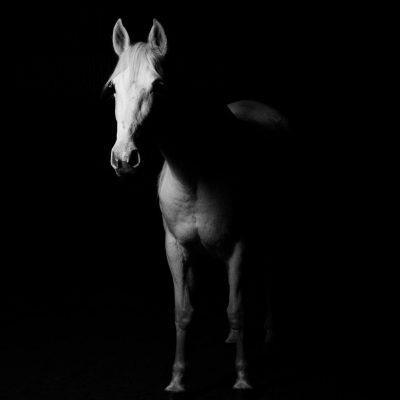 horse-white-horse-shadows-629431 horse, white horse, shadows-629431.jpg
